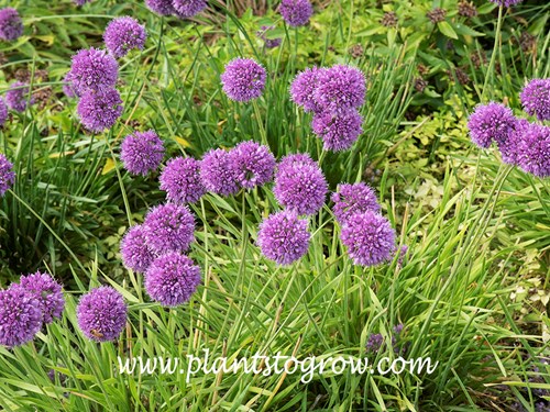 Medusa Allium (Allium)
(mid September)